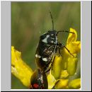 Eurydema oleraceum - Kohlwanze 05.jpg